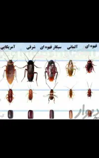 سمپاشی ساس سم پاشی سوسک وحشرات منزل واماکن