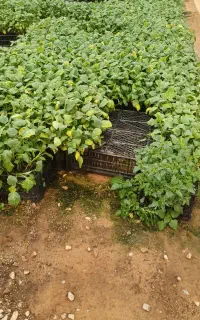 نشاء سبزیجات