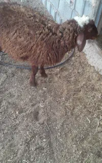 بره نر کشتار