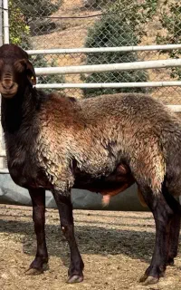 بره قوچ میش بز گاو