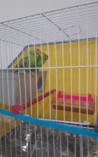 جفت مرغ عشق ب شرط تخم و جوجه