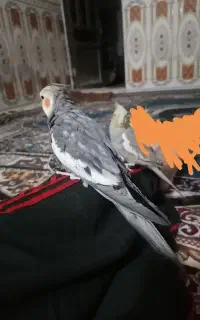 مجسمه سخنگو