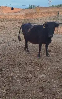 گاو آبستن ۸ماهه