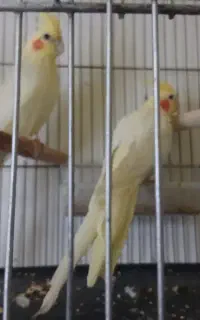 عروس هلندی