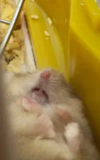 همستر کمپبل