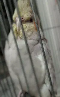 عروس هلندی گمشده