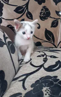 بچه گربه دو ماهه جهت واگذاری