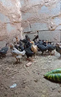 جوجه مرغ و خروس محلی پا سیاه