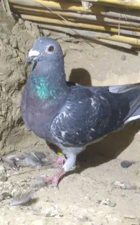 کبوتر جان اردن خالص