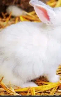 خرگوش سفید