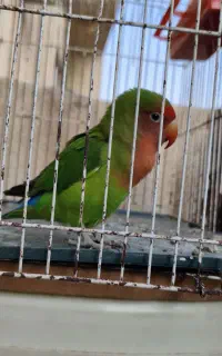 طوطی برزیلی کوتوله