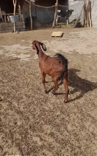 بز ماده