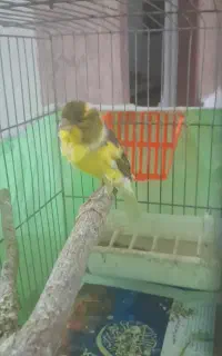 قناری نر قرص بخون مست مست