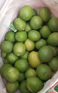 لیمو ترش تازه