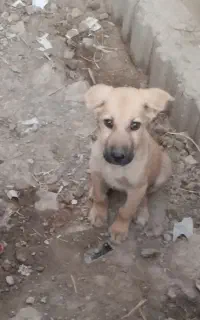 سگ پژدر