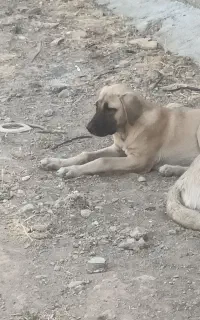 تول سگ