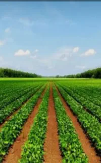 خریدار زمین کشاورزی