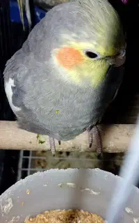 معاوضه با عروس هلندی