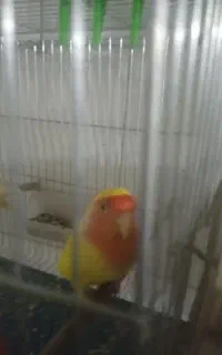 یه جفت کوتوله با جوجه