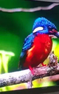 ال ای دی ۵۰ و ۵۵ و ۶۵ و ۴۲