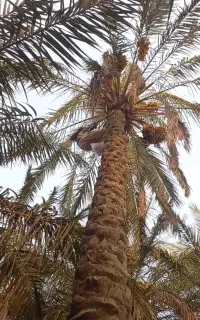 نخل نخل نخل