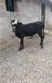 ورزا چالوسی