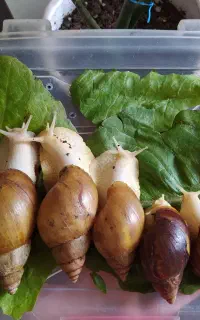 حراج حلزون در تمام سایزها زیرقیمت(مولد وپیش مولد)