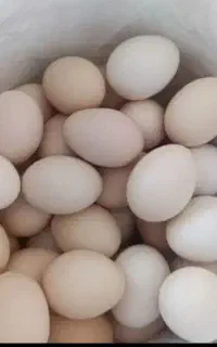 تخم مرغ