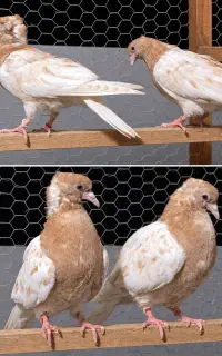 باش ساری بالا