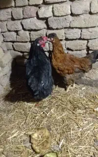 فروش مرغ محلی تخم گذار گلین