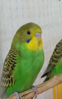 پرنده‌