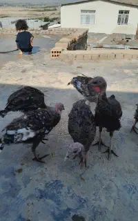 بوقلمون