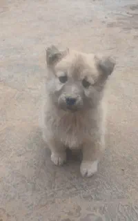 سگ پا کوتاه ۳ ماهه