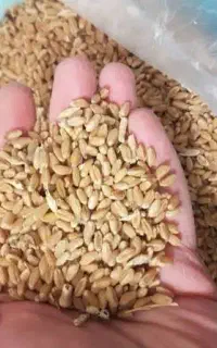 گندوم سالار