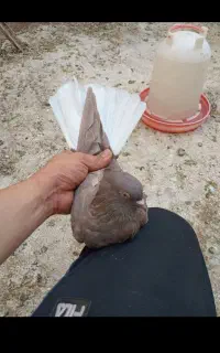 کبوتر