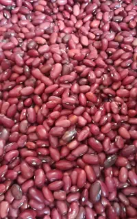 لوبیا