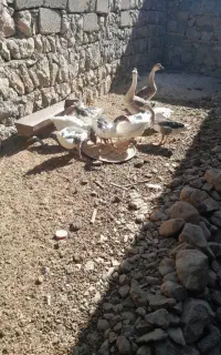 غاز وقوغاز