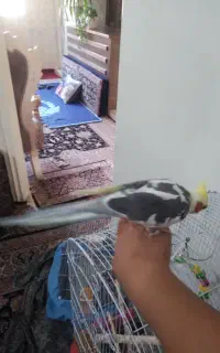 عروس هلندی