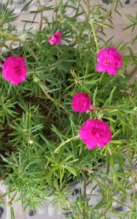 نازی رنگی مخلوط
