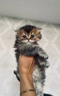 گربه بریتیش لانگ هیر