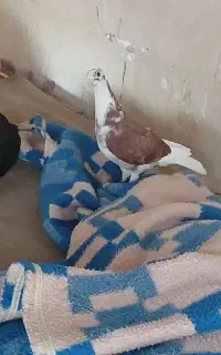 پرنده گمشده