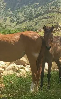 مادیان با کره اسب