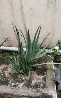 الوئه وراوباباادم