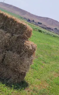 یونجه