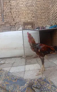 خروس لاری  ۱.۵ ساله فروشی