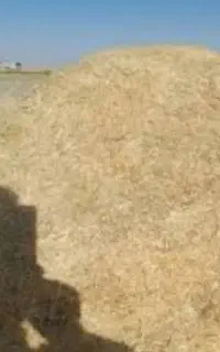 کاه دیم