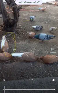 ماده چپ زرد امروز گم شده جوجه داره