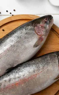 ماهی قزل الا گاماسیاب نهاوند(عمده و جزعی)