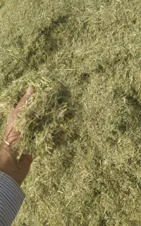 علف باغی