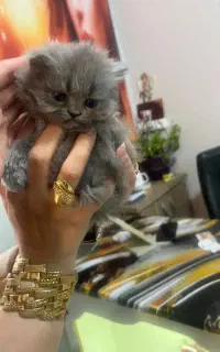 گربه بلو اسکاتیش